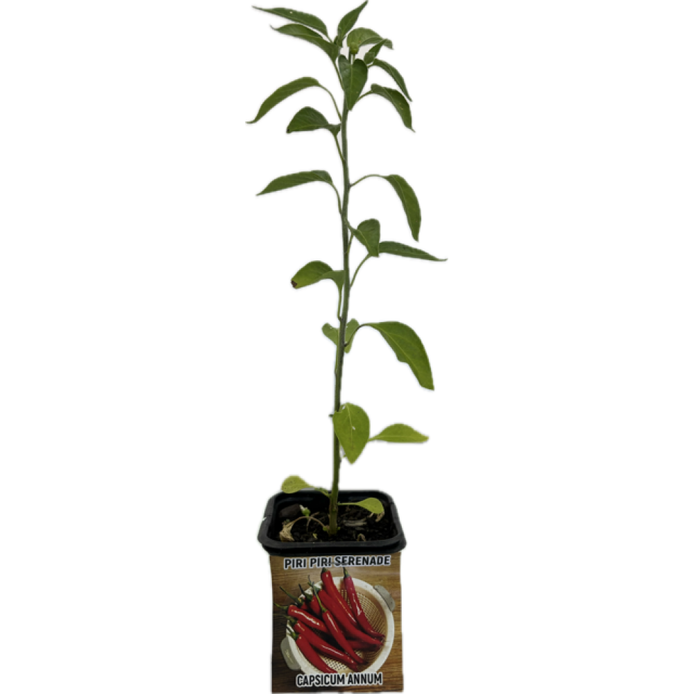 S.ARVORE FRUTO TROPICAL -VASO MINI PIRI PIRI SERENADE
