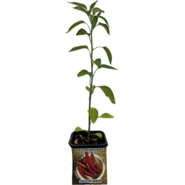 S.ARVORE FRUTO TROPICAL -VASO MINI PIRI PIRI SERENADE