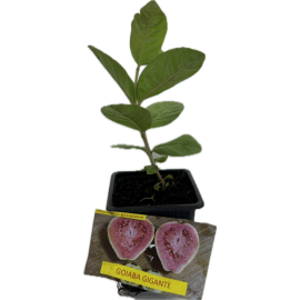 S.ARVORE FRUTO TROPICAL -VASO MINI GOIABA GIGANTE