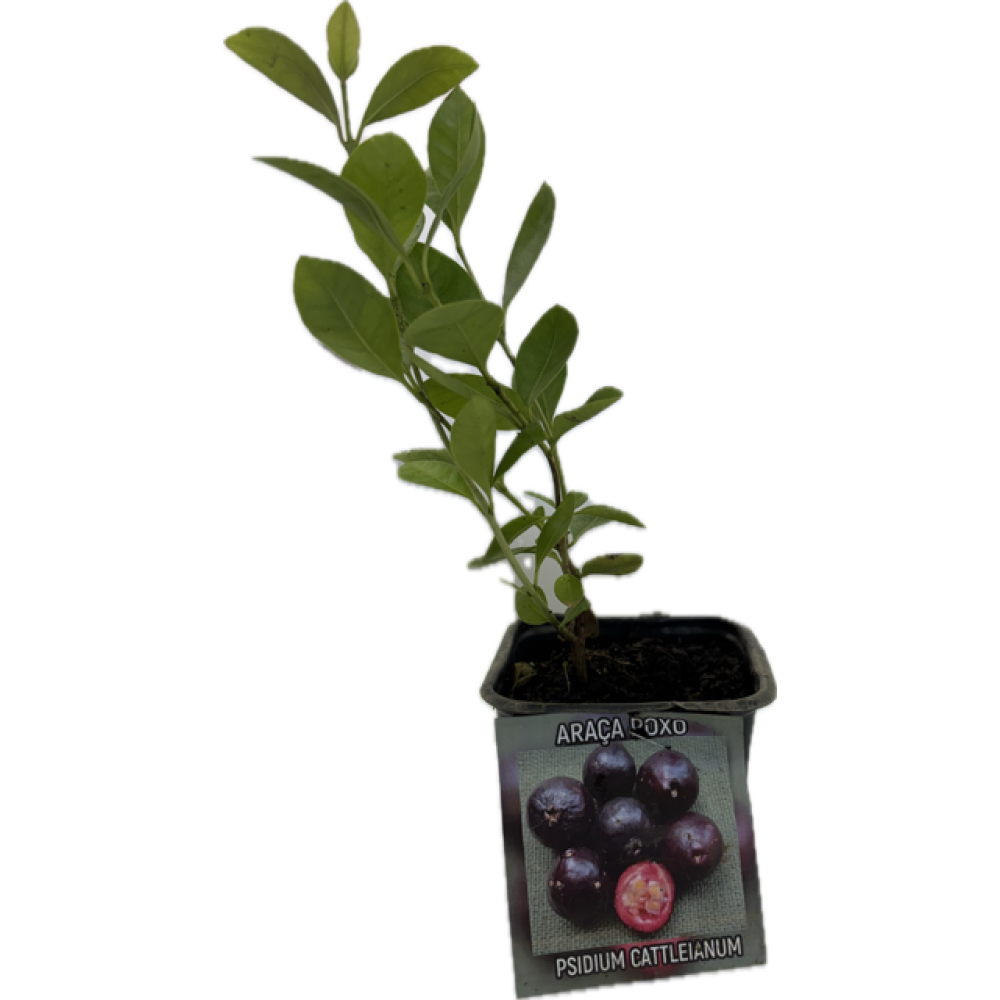 S.ARVORE FRUTO TROPICAL -VASO MINI ARAÇA ROXO