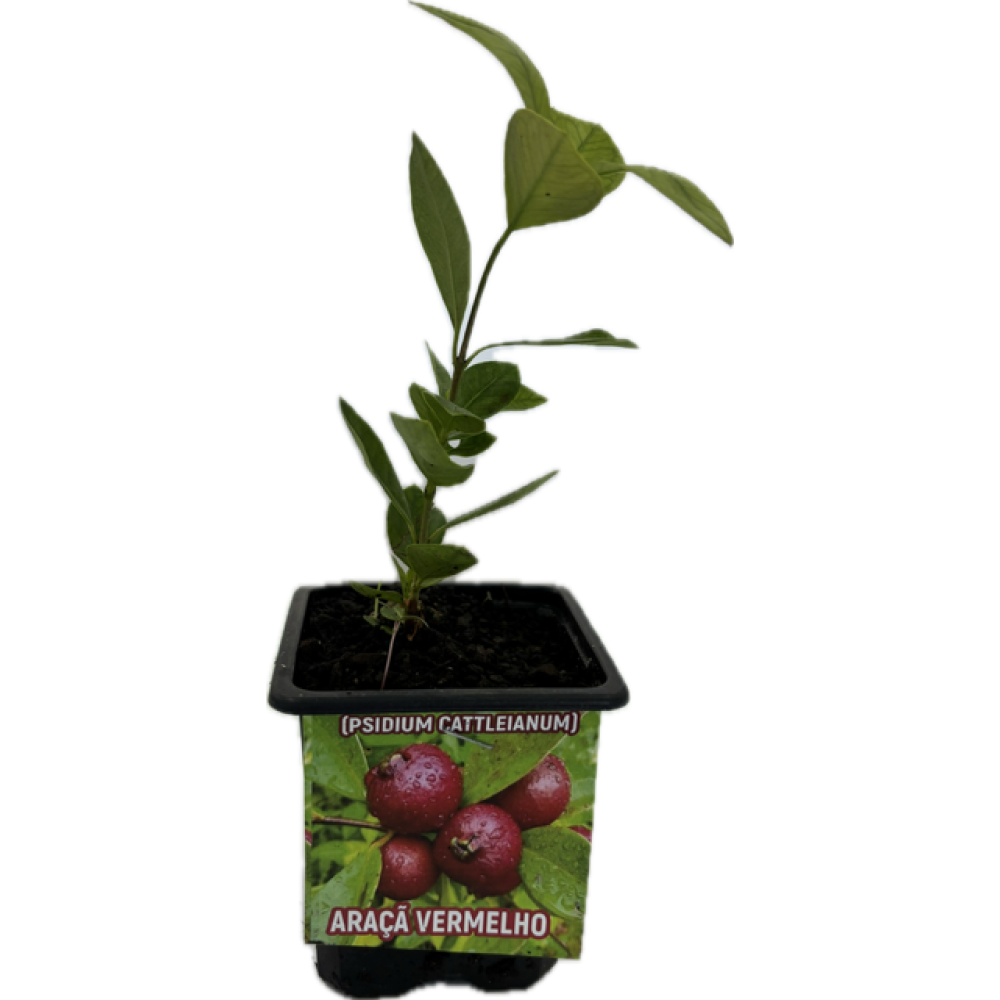 S.ARVORE FRUTO TROPICAL -VASO MINI ARAÇA VERMELHO