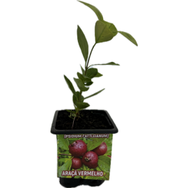 S.ARVORE FRUTO TROPICAL -VASO MINI ARAÇA VERMELHO
