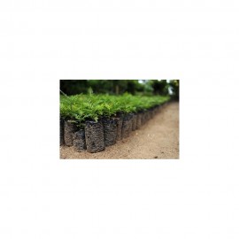 SACO HORTICOLA PARA ENVASAMENTO PLANTAS 15X25 - 200 UNIDADES
