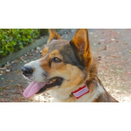 WHERESPET SIMBA - LOCALIZADOR GPS PARA CÃES